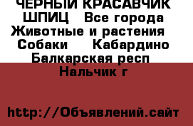 ЧЕРНЫЙ КРАСАВЧИК ШПИЦ - Все города Животные и растения » Собаки   . Кабардино-Балкарская респ.,Нальчик г.